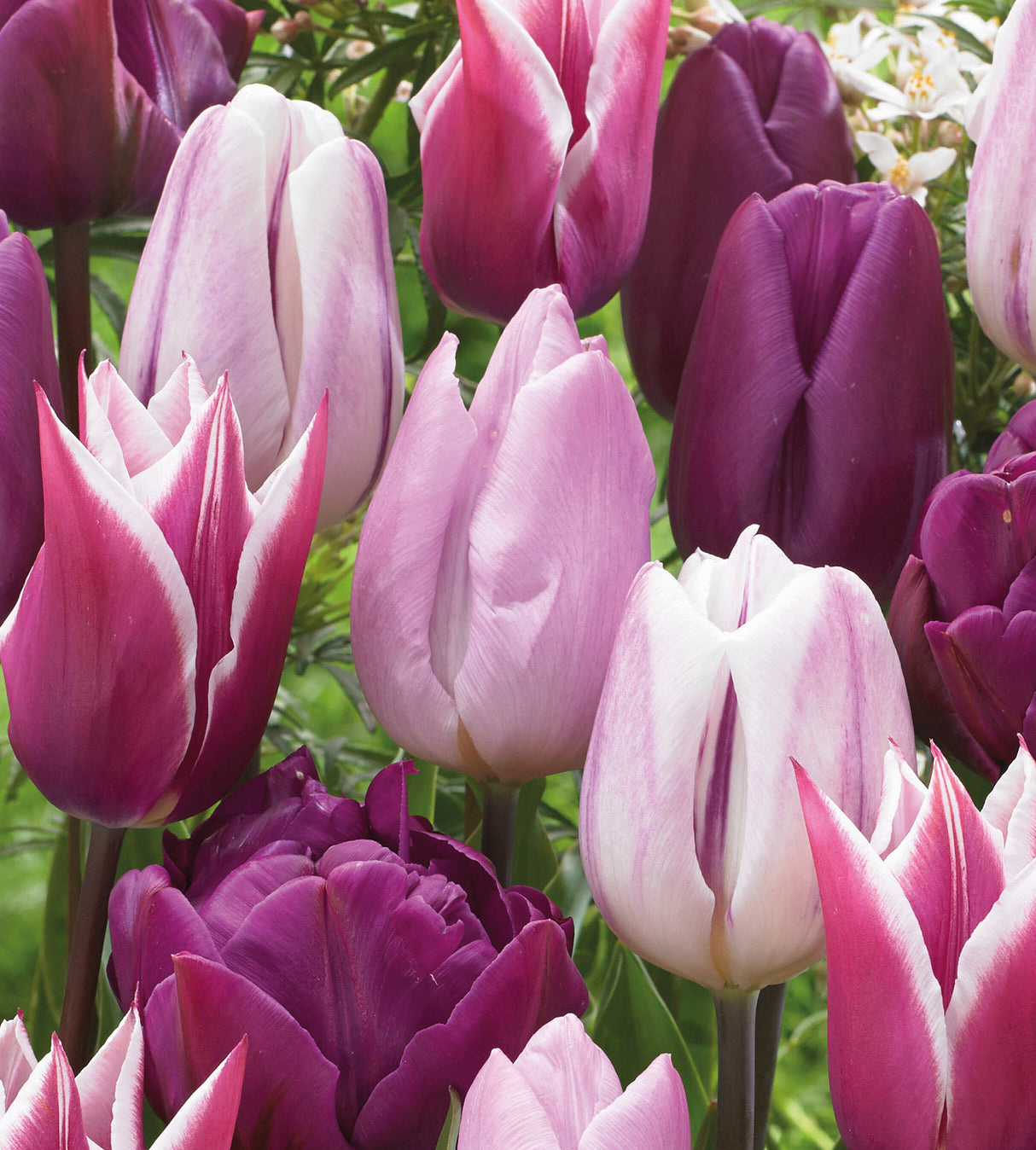 20 kpl Tulppaani ’Medley in Purple mix'