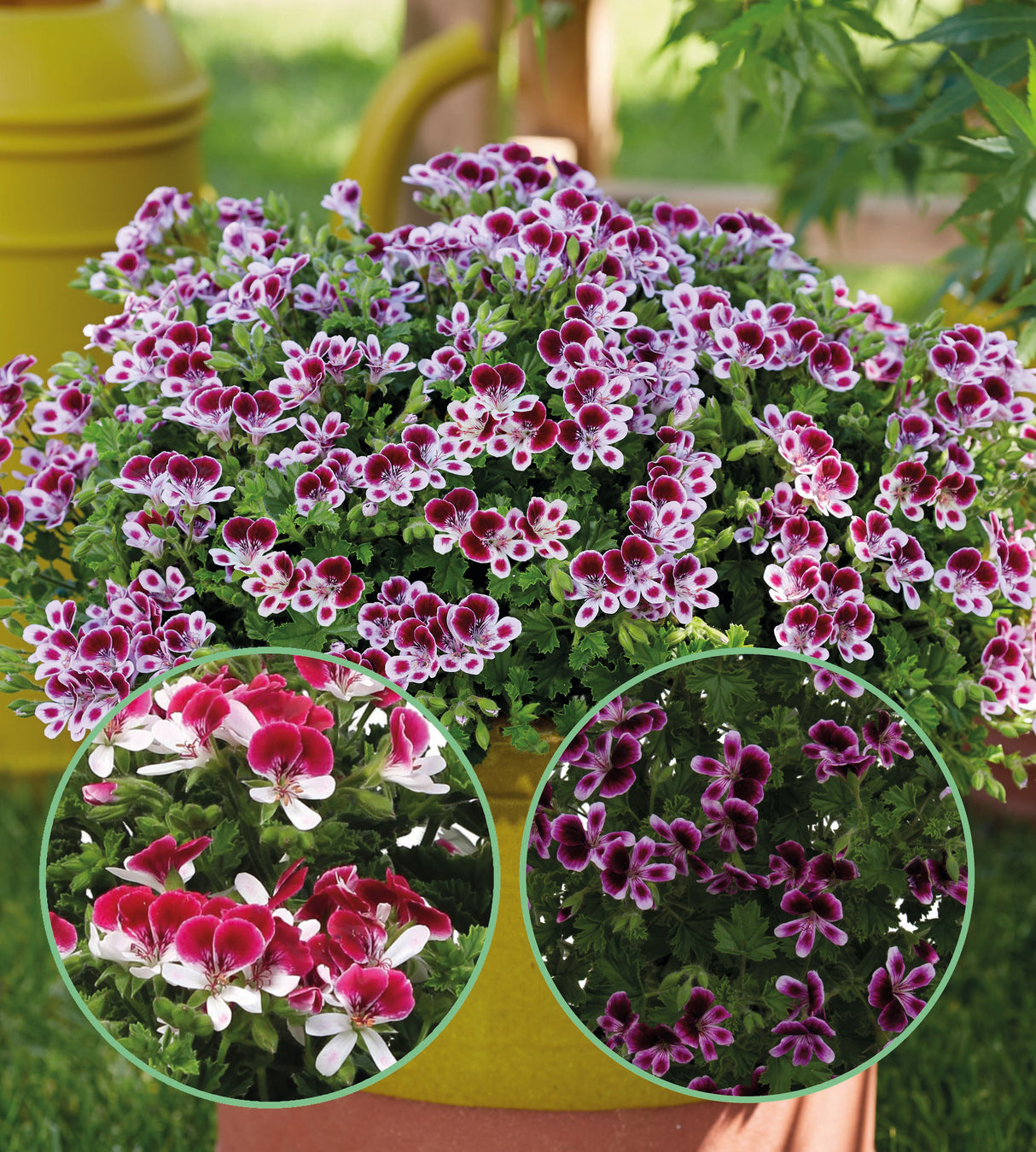Tuoksupelargoni lajitelma 3 kpl (1+1+1)