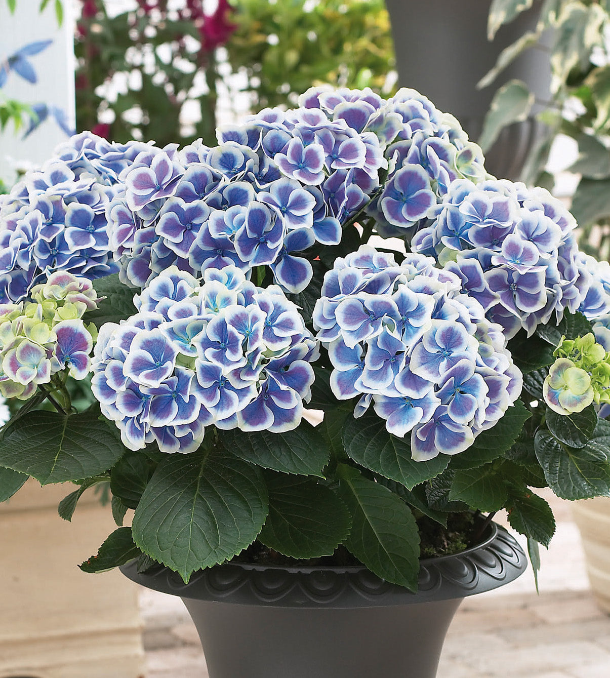 1 kpl Jalohortensia 'Bavaria'