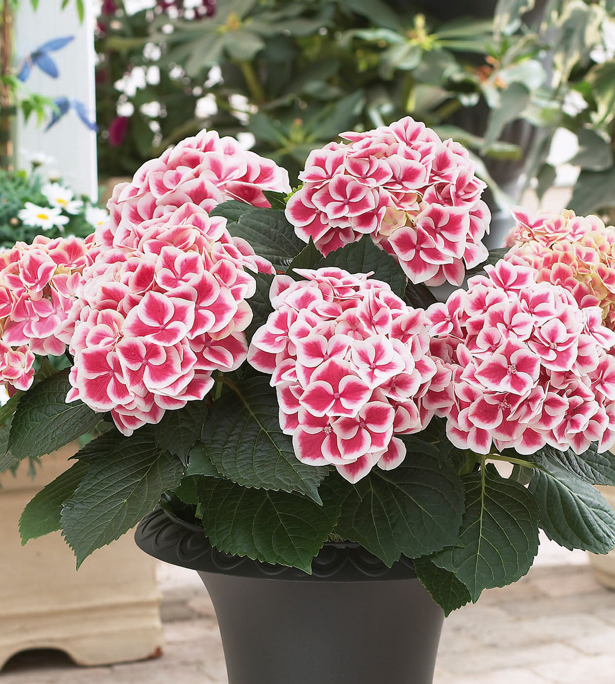 1 kpl Jalohortensia 'Camilla'