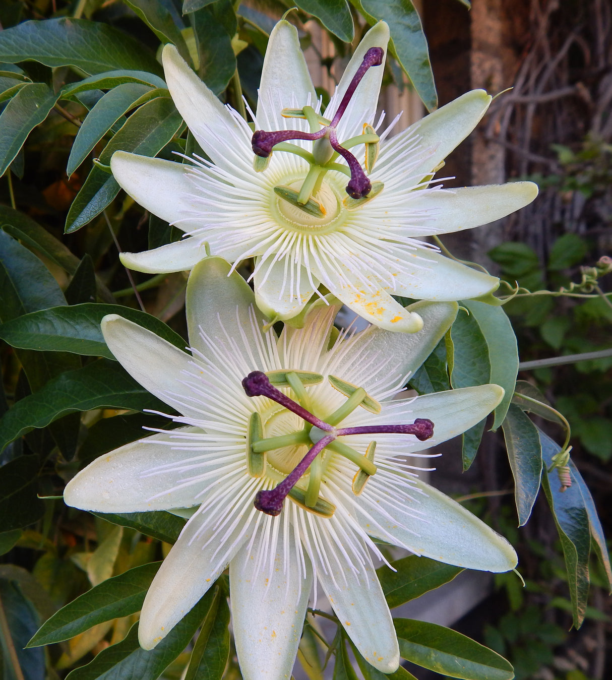 Kärsimyskukka lajitelma (1+1+1) 3 kpl