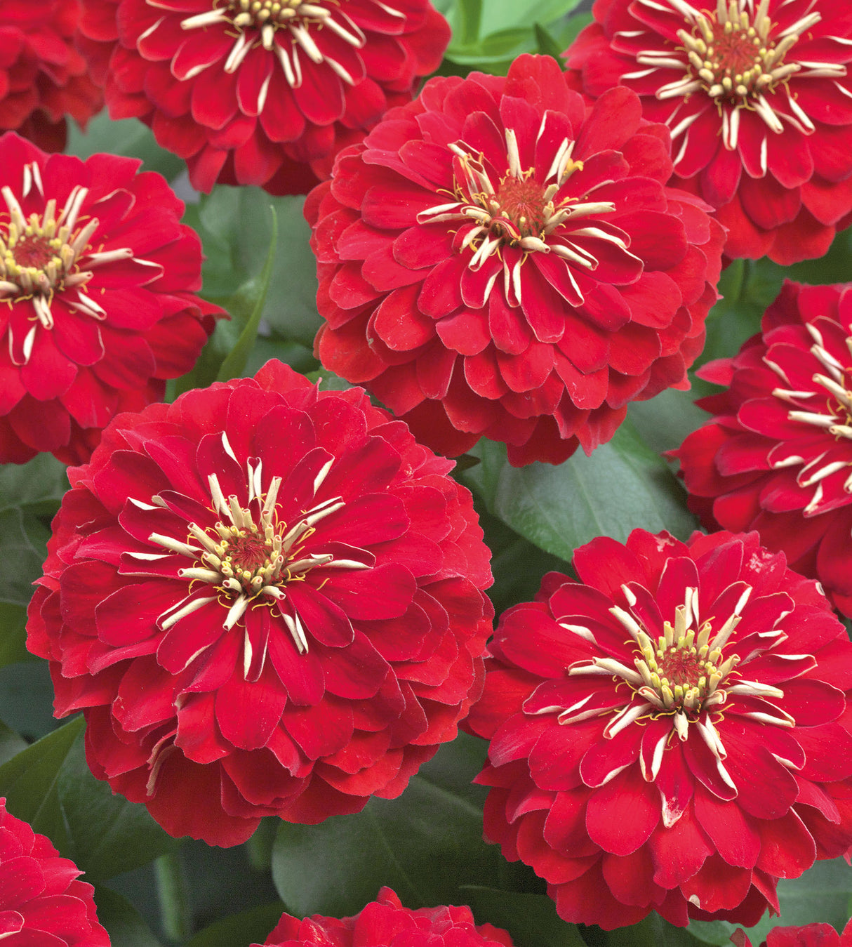 6 kpl Isozinnia ’Zen Red'