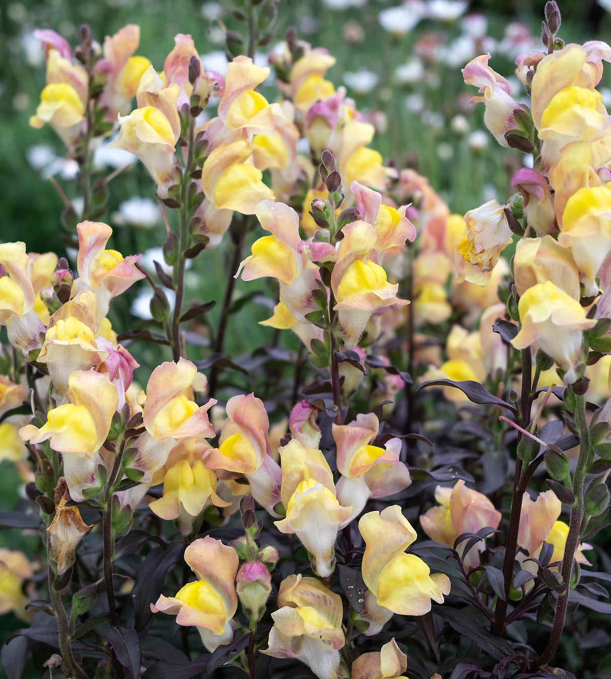 4 kpl Leijonankita 'Apricote'