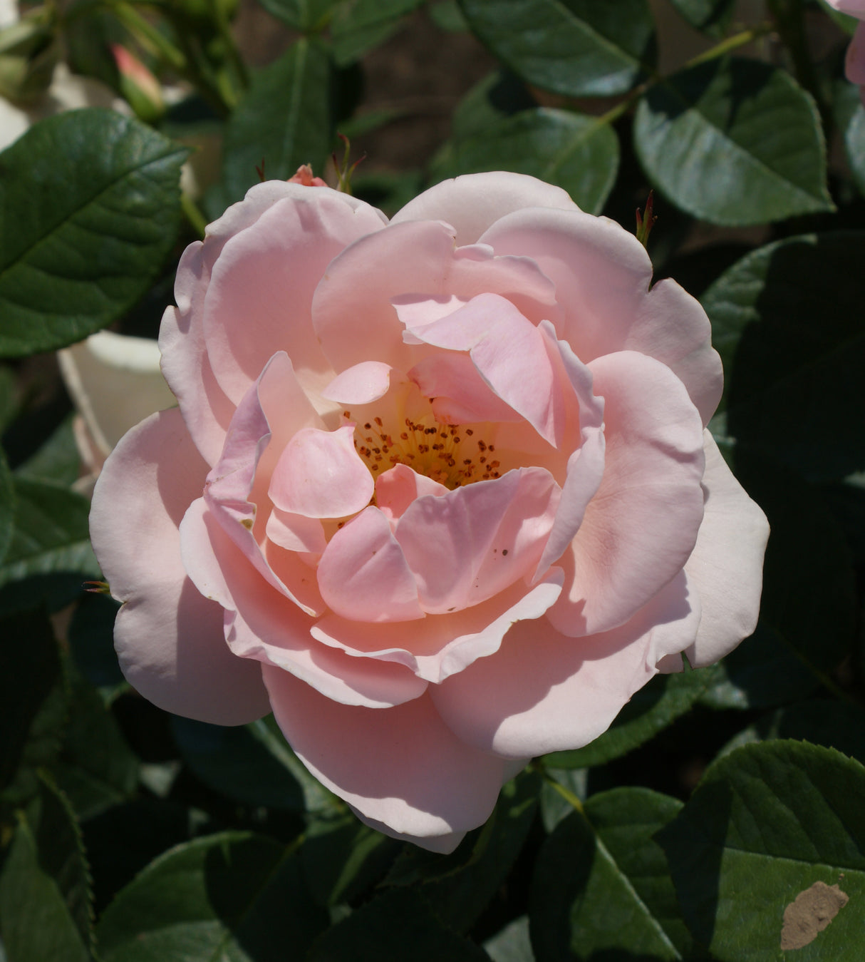 3 kpl Tertturuusu ’Astrid Lindgren'