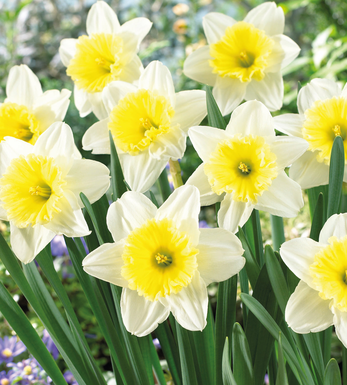 15 kpl Narsissi ’Ice Follies’