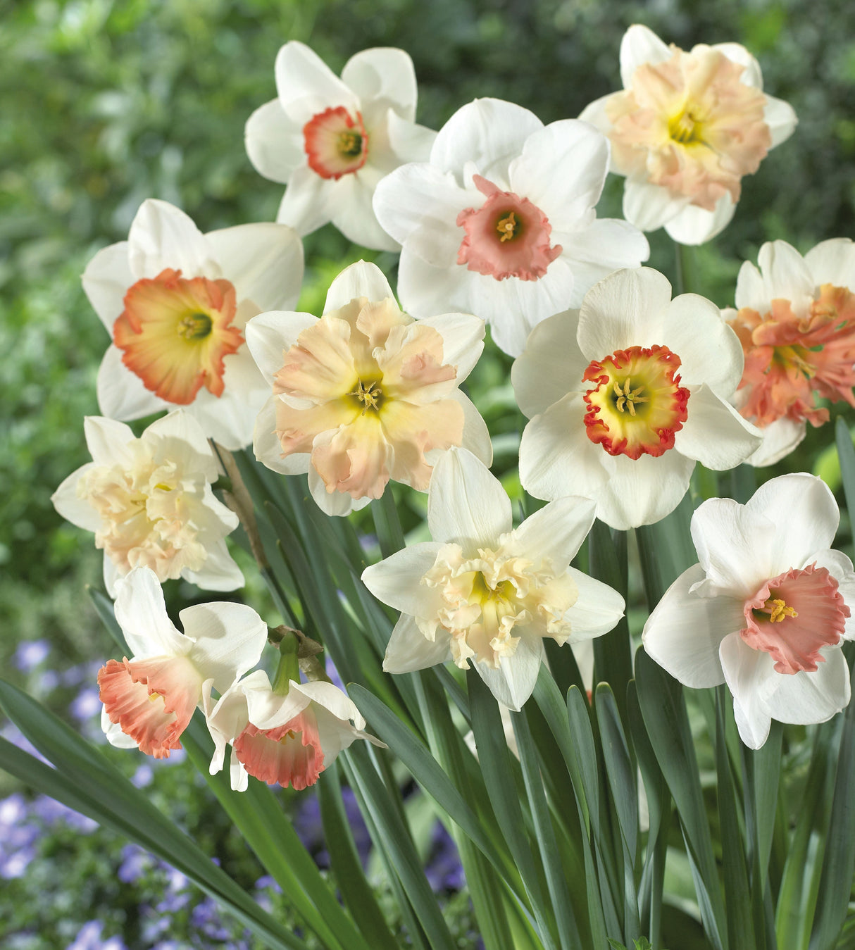 15 kpl Narsissi 'Pink Mix'