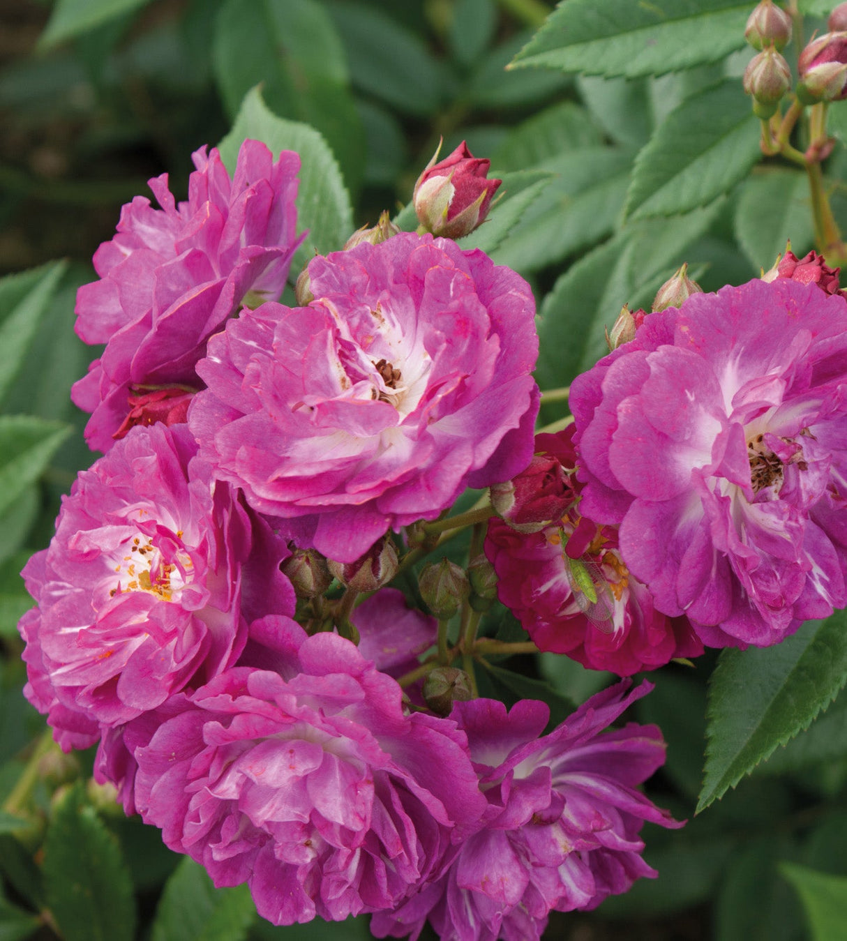 3 kpl Köynnösruusu 'Perennial Blue'