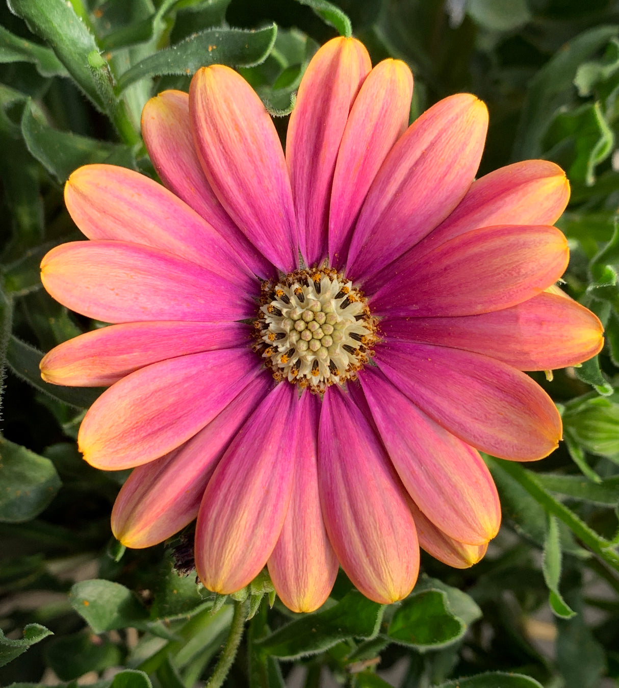 3 kpl Tähtisilmä ’Pink Sun’