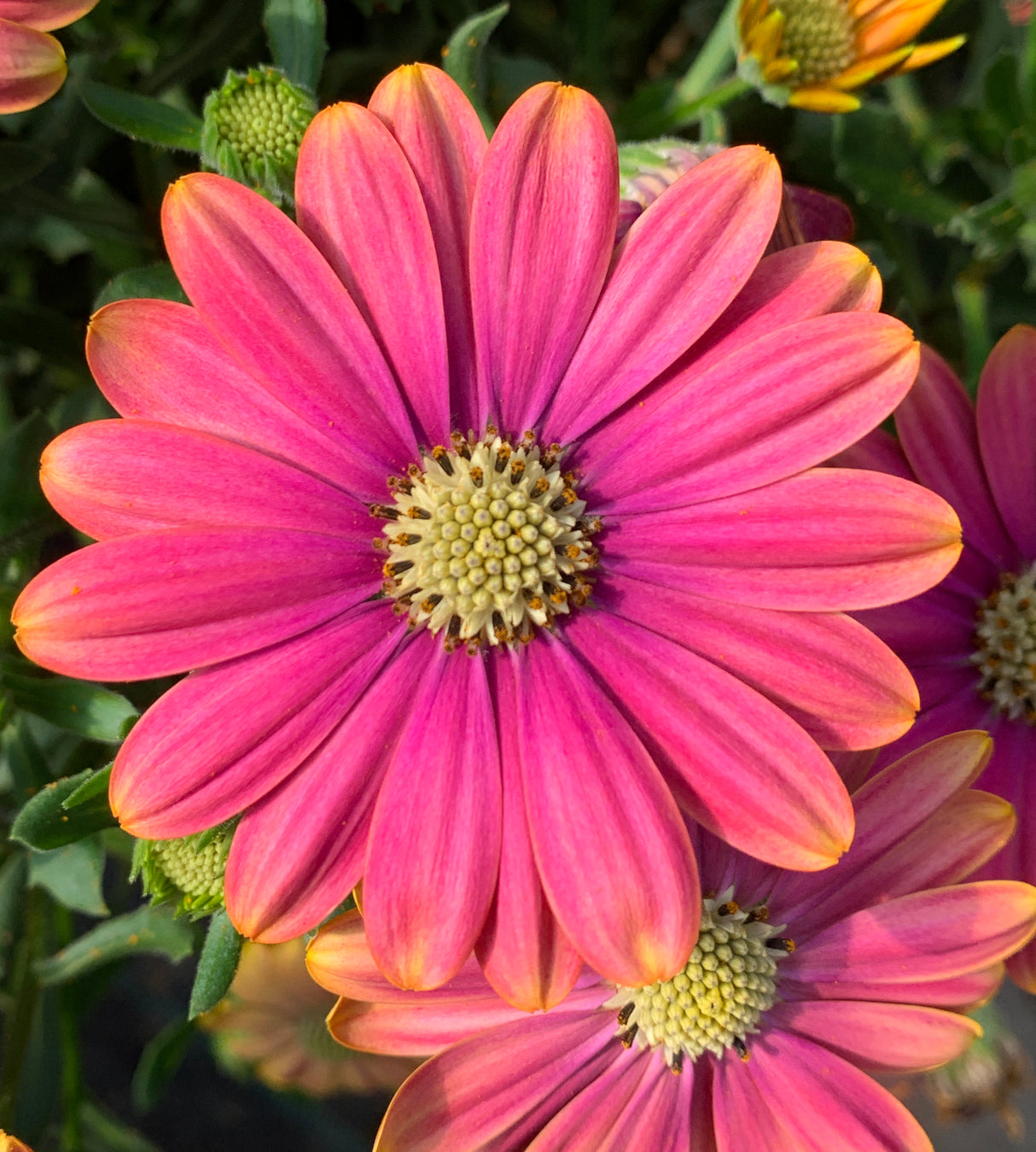 3 kpl Tähtisilmä ’Pink Sun’