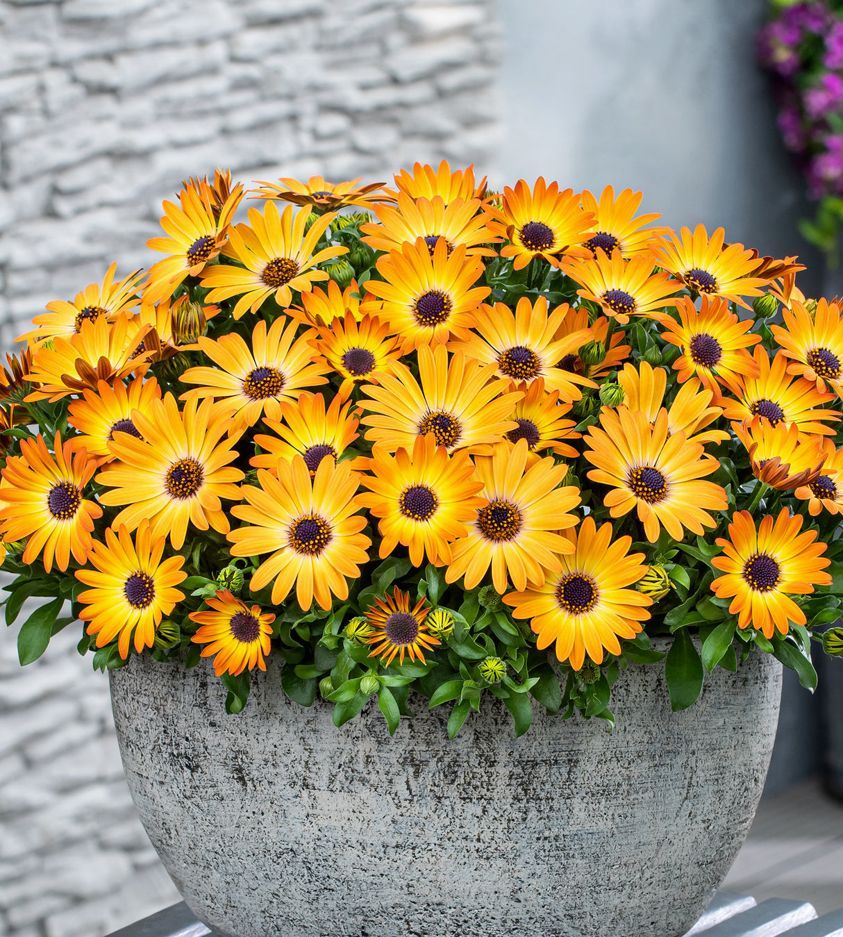 4 kpl Tähtisilmä ’Sunshine Beauty'