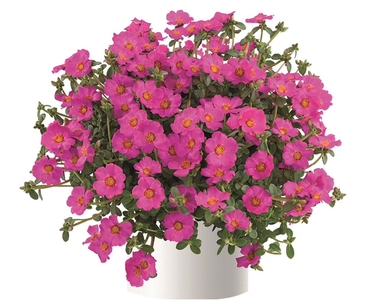 Portulakka 'Pazzaz Nano Purple' 5 kpl