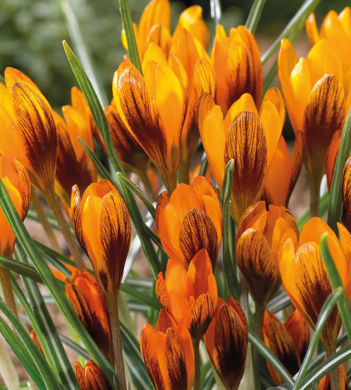 30 kpl Krookus ’Orange Monarch’