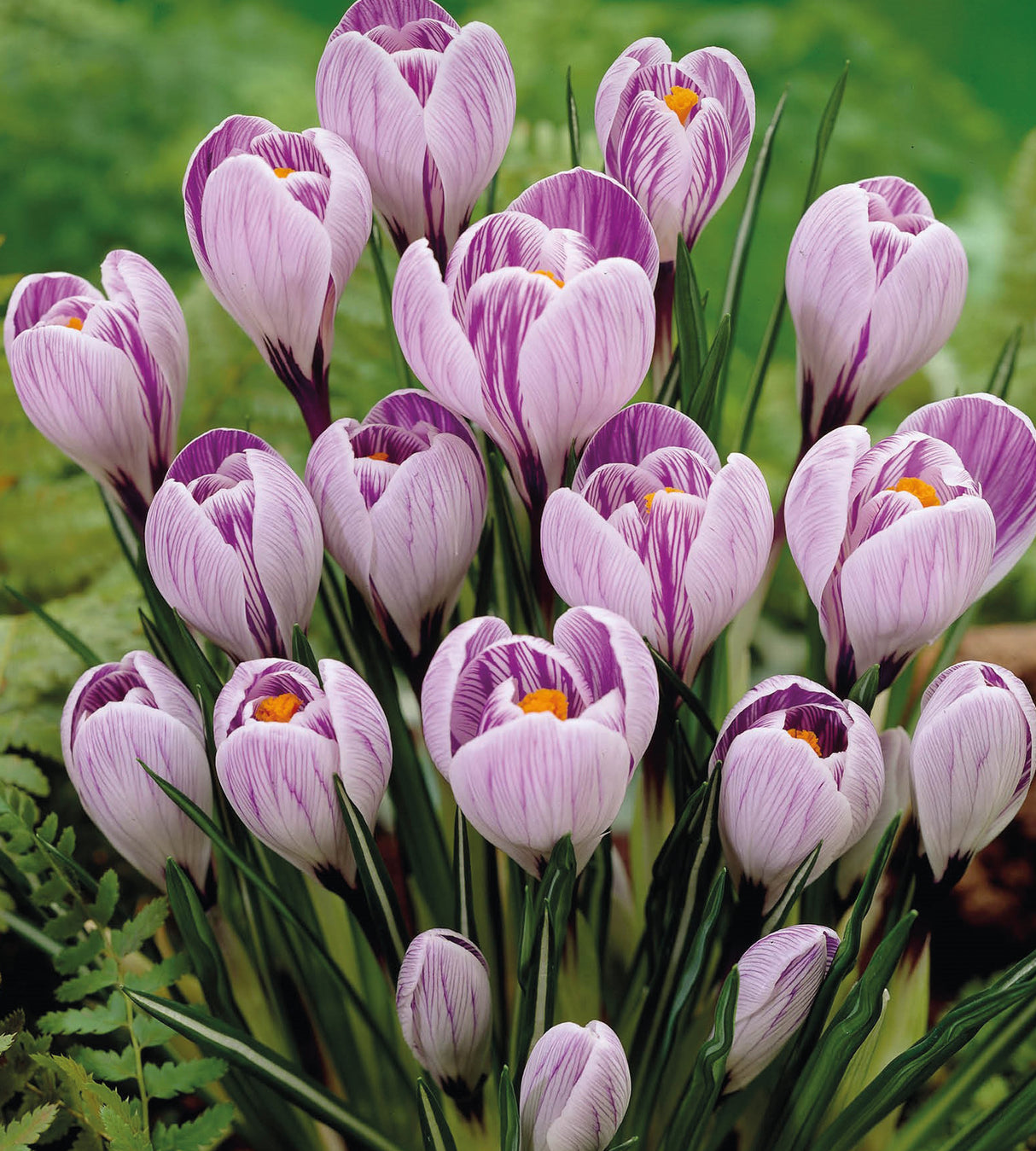 10 kpl Krookus ’Pickwick’