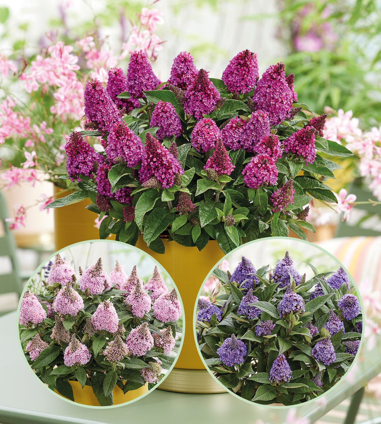 Pikkubuddleja lajitelma 3 kpl (1+1+1)