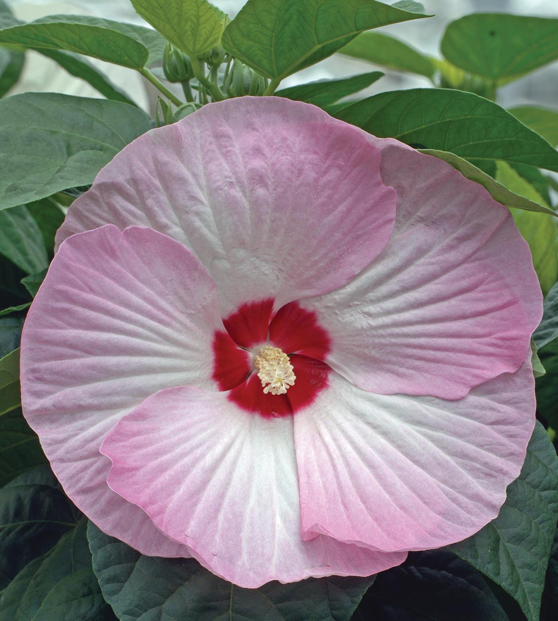 Jättihibiskus ’Luna Pink Swirl' 3 kpl