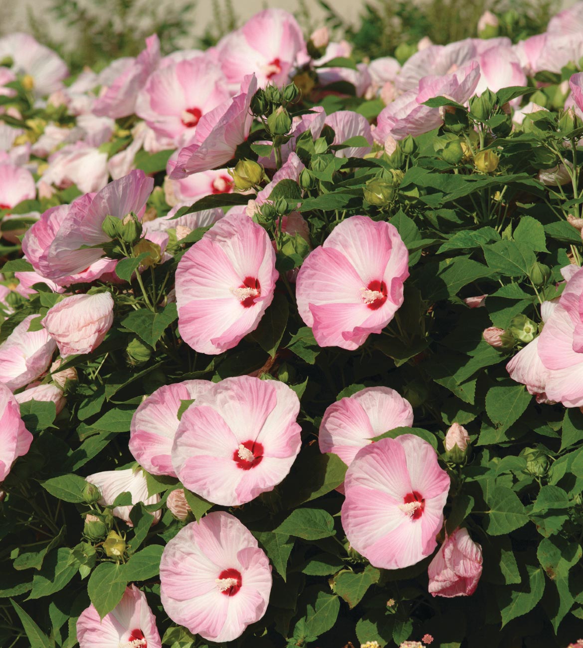 Jättihibiskus ’Luna Pink Swirl' 3 kpl