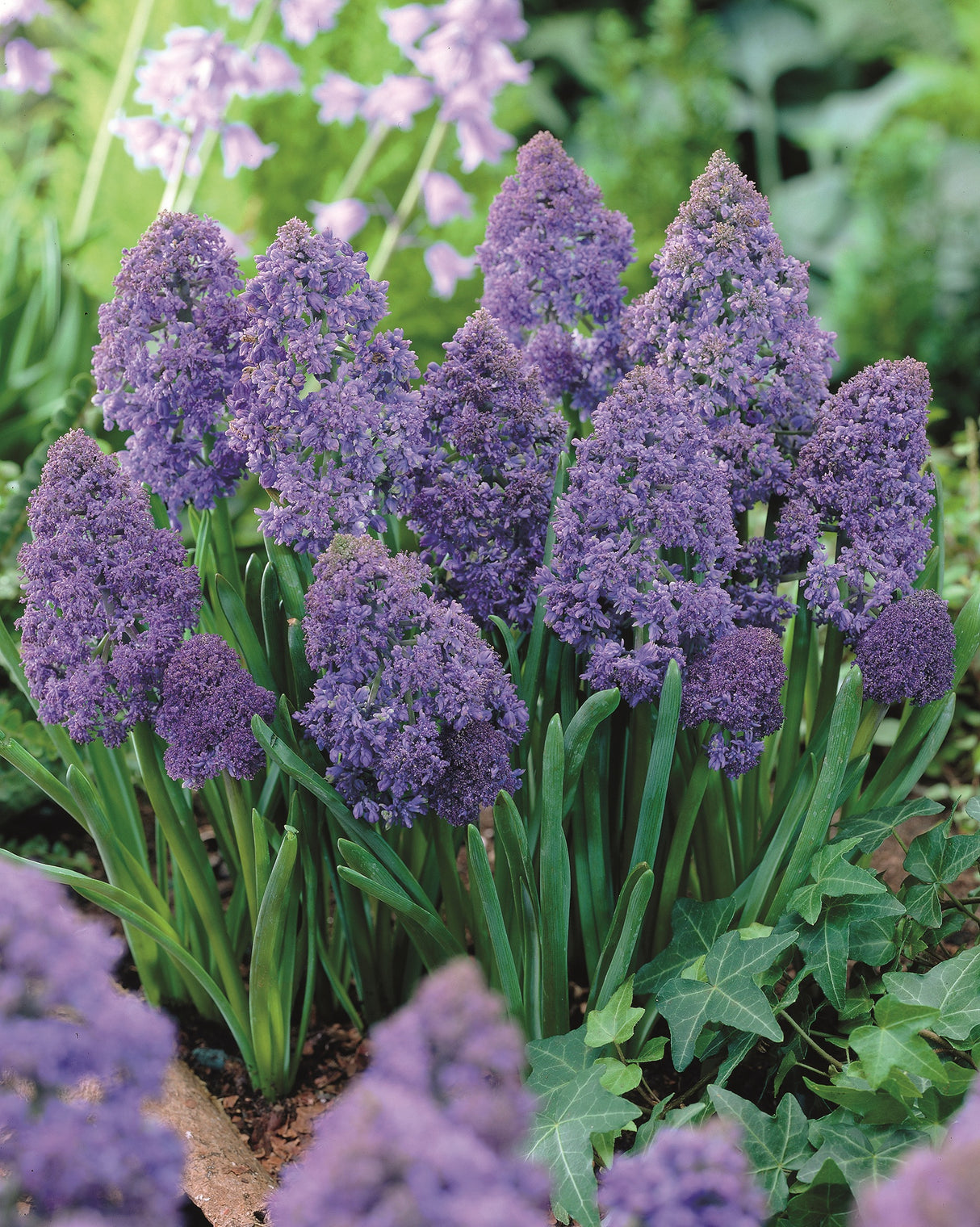 Helmililja 'Blue Spike' 30 kpl