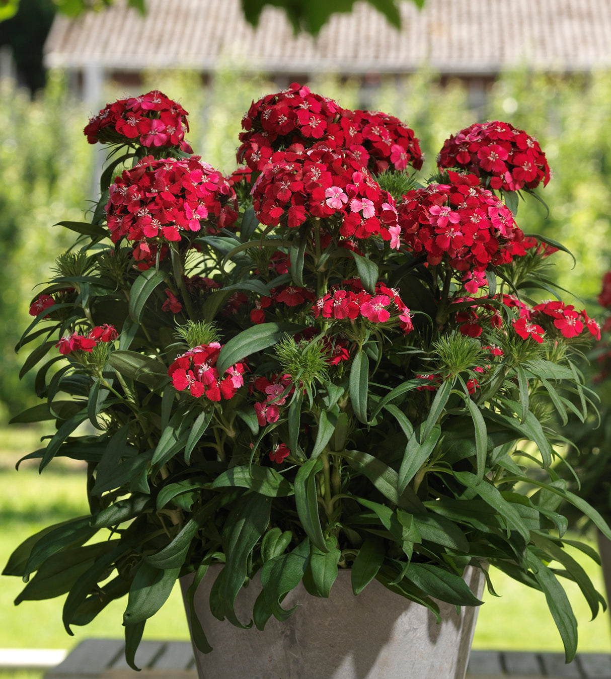 Harjaneilikka 'Dart Scarlet Impr.' 6 kpl