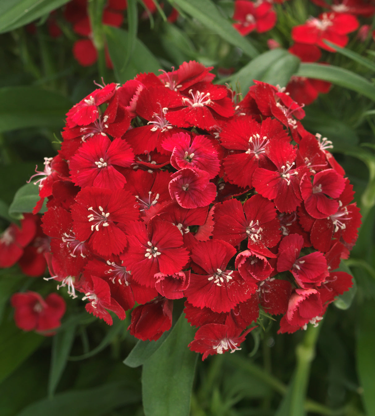 Harjaneilikka 'Dart Scarlet Impr.' 6 kpl