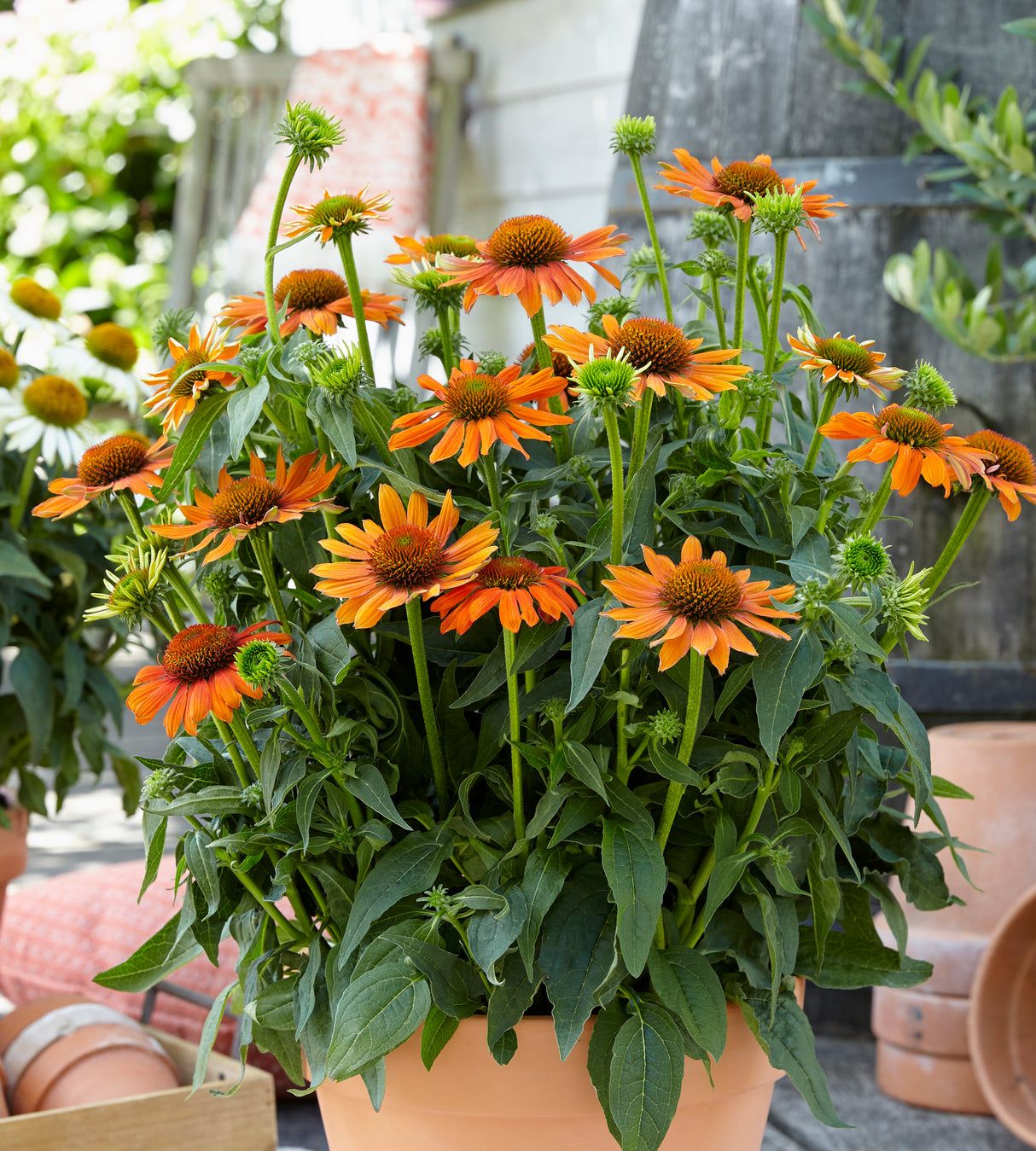 3 kpl Punahattu 'Abode Orange'