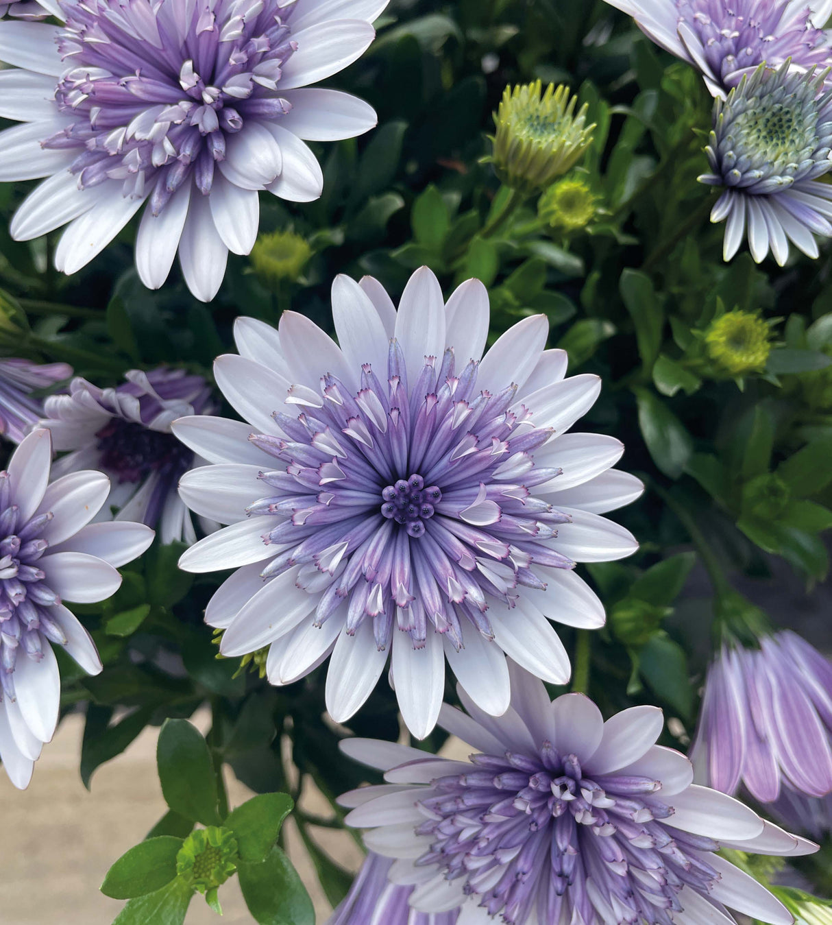3 kpl Tähtisilmä ’Steel Blue’