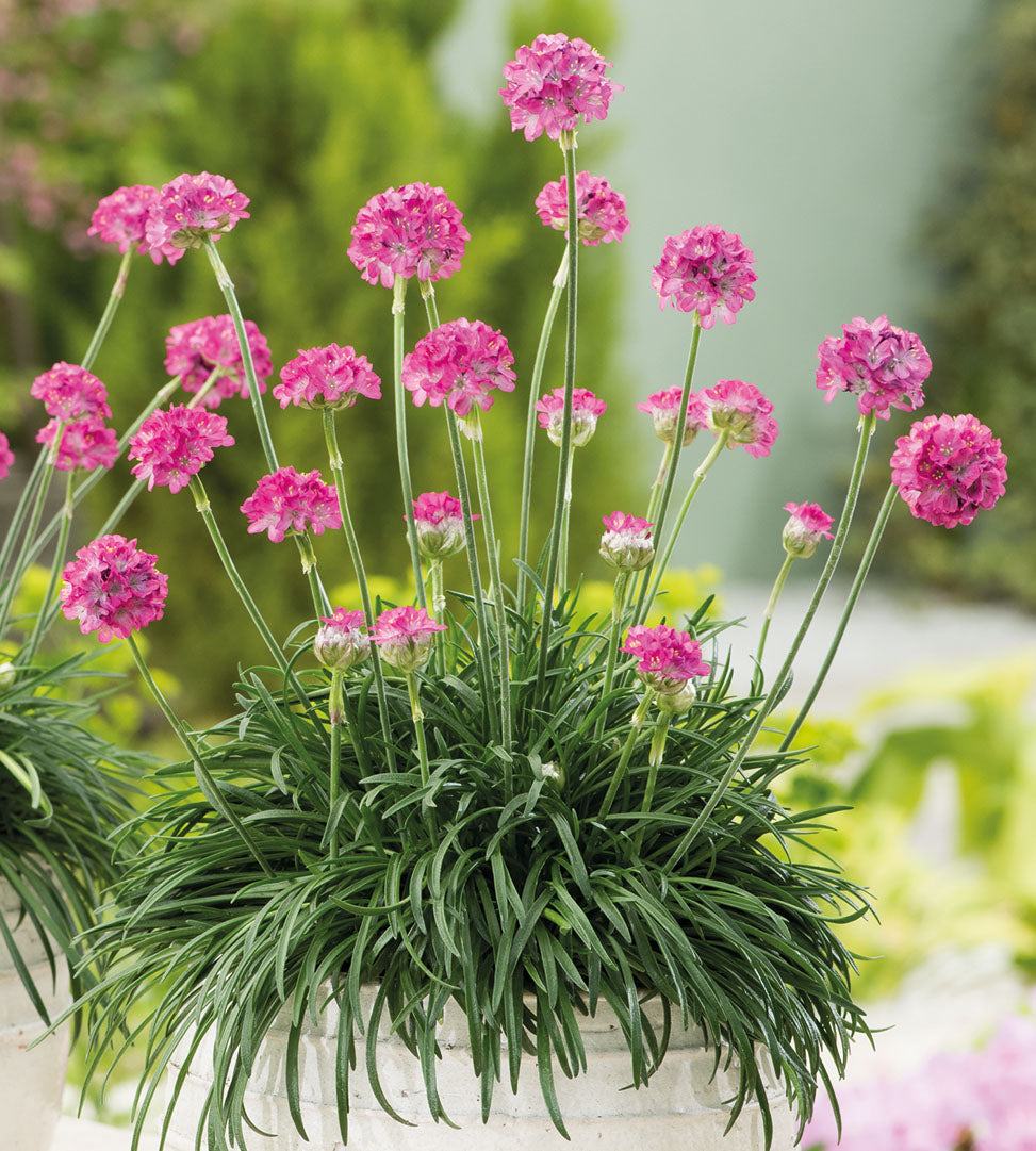 Laukkaneilikka 'Abbey Deep Rose' 6 kpl
