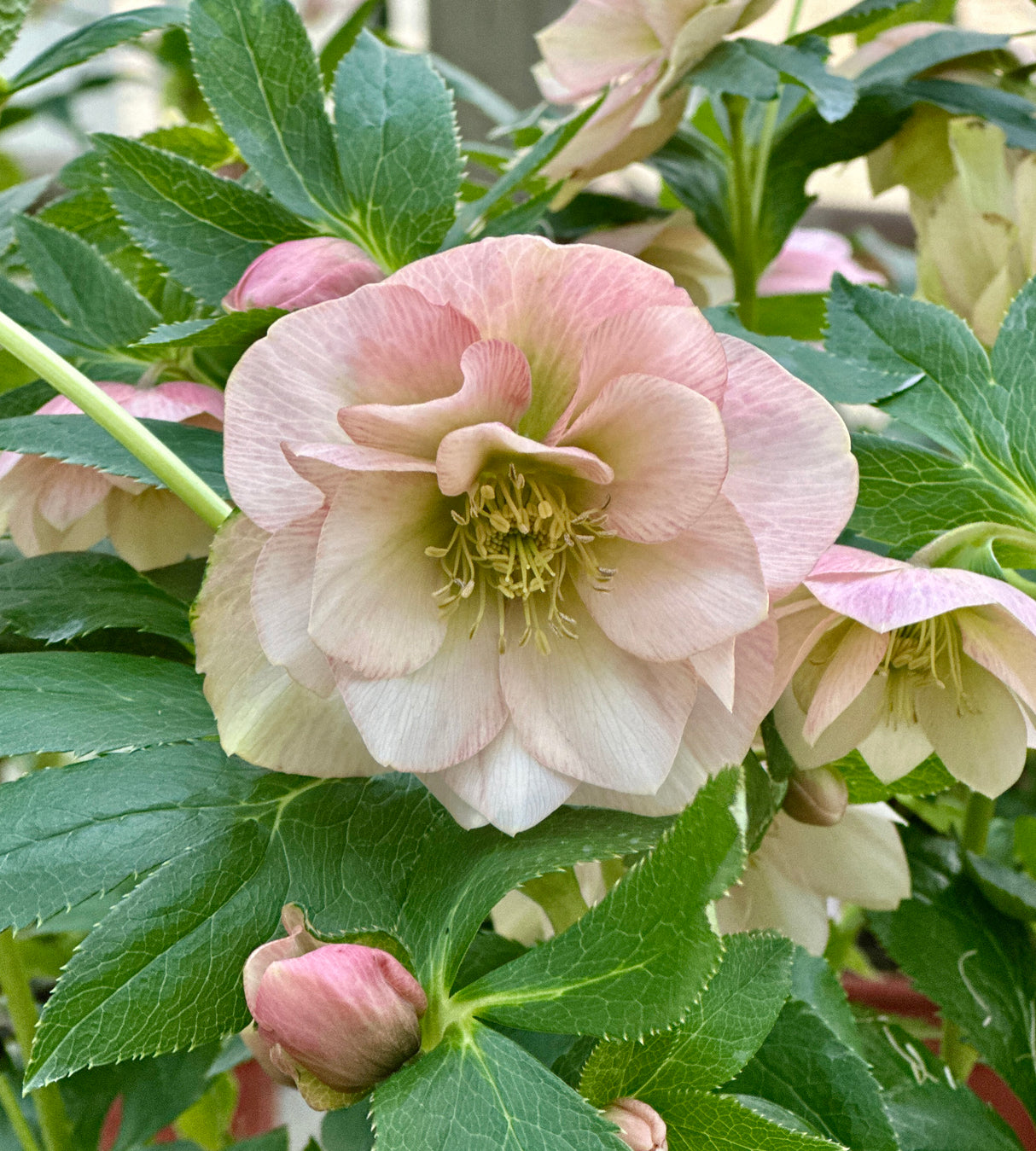 Jouluruusu 'Double Apricot' 3 kpl