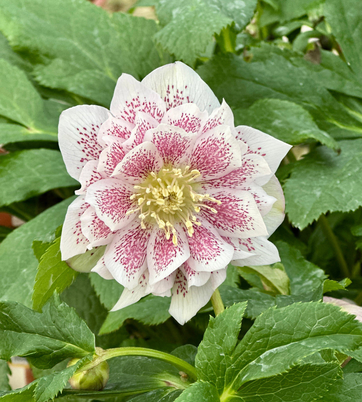 Jouluruusu 'Double Pink Spotted' 3 kpl