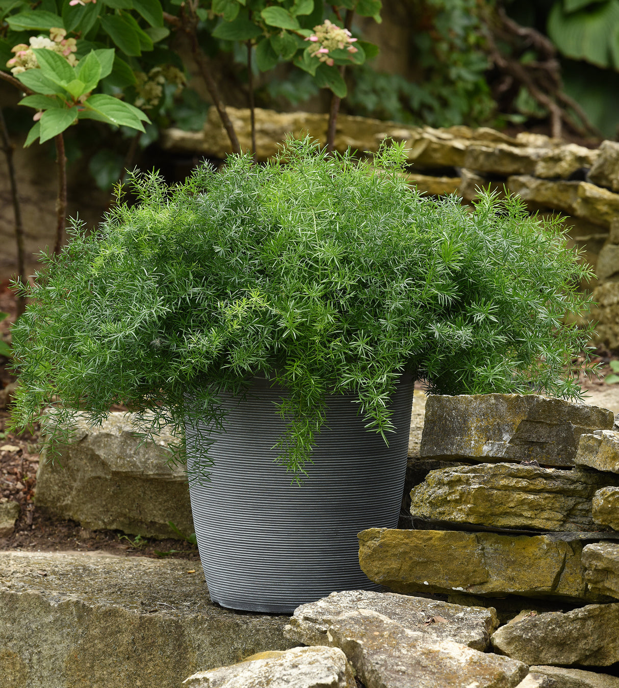 3 kpl Hienohelma 'FuzzyFern Frizz'