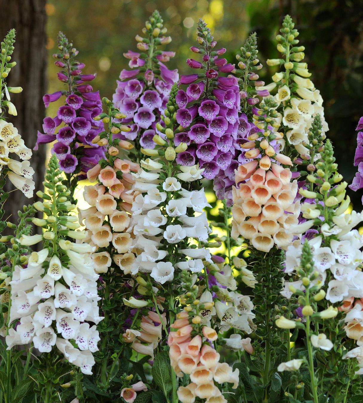 Sormustinkukka ’Dalmatian Mix' 3 kpl