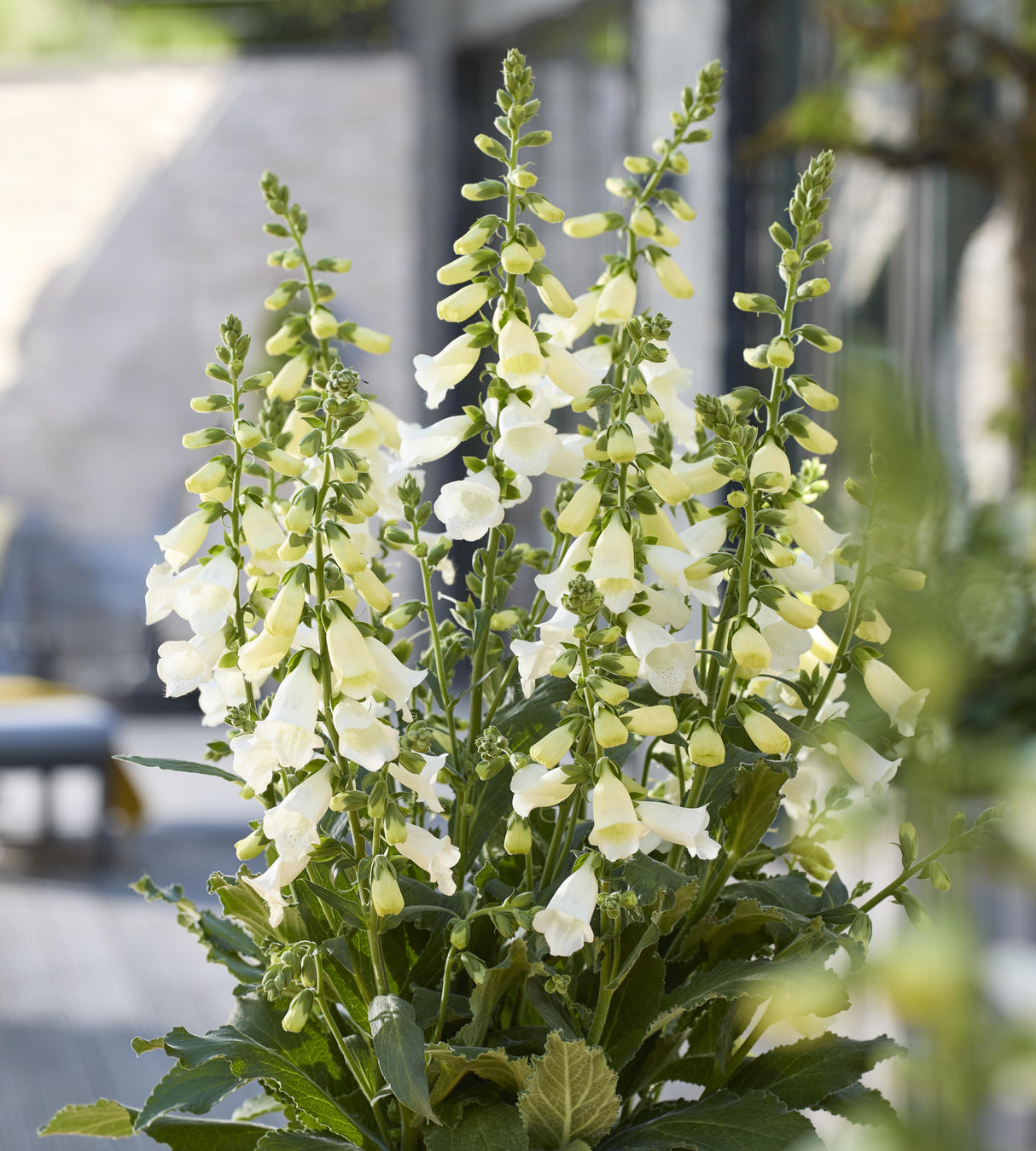 Sormustinkukka ’Hanabee White' 5 kpl