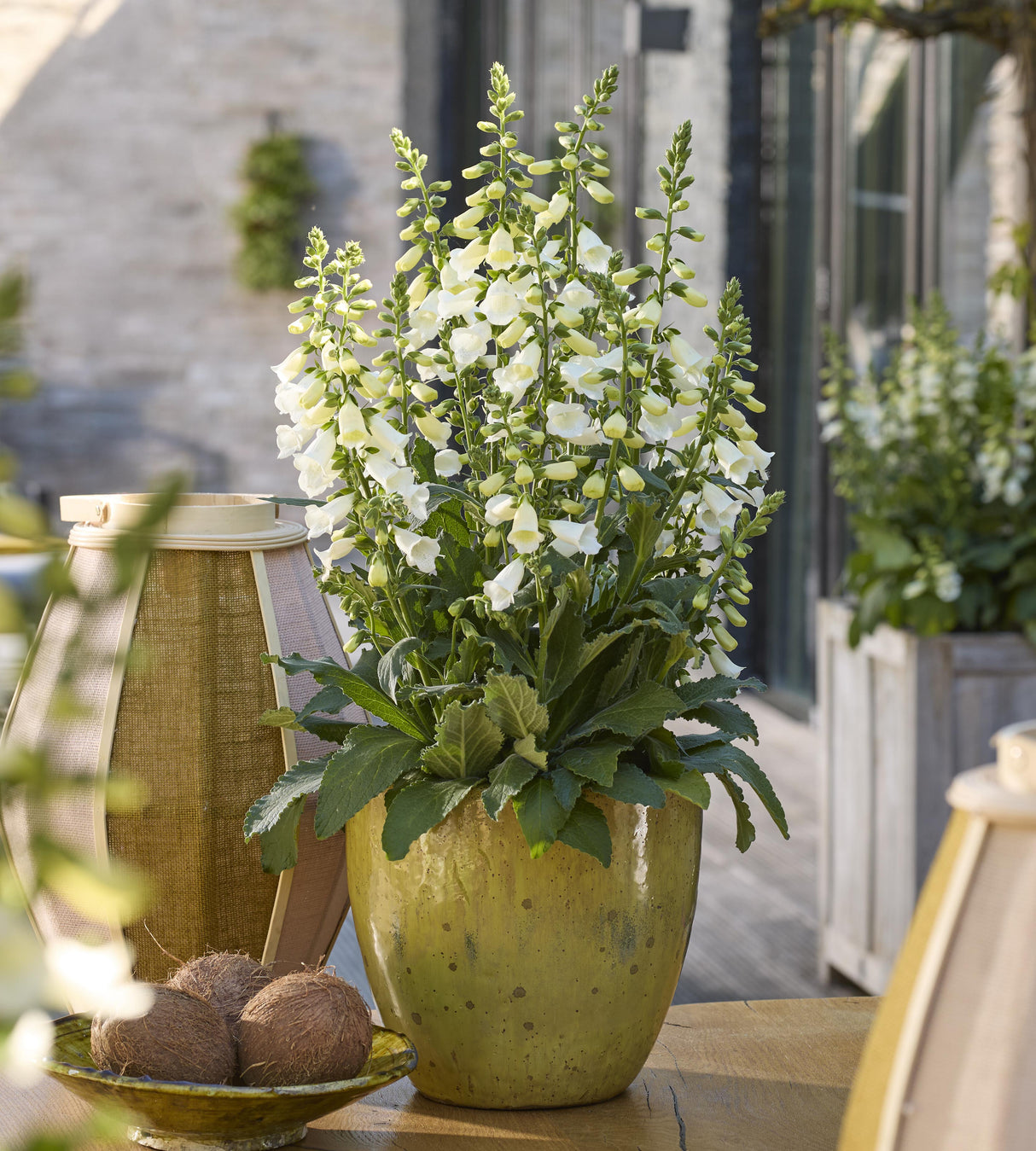 Sormustinkukka ’Hanabee White' 5 kpl