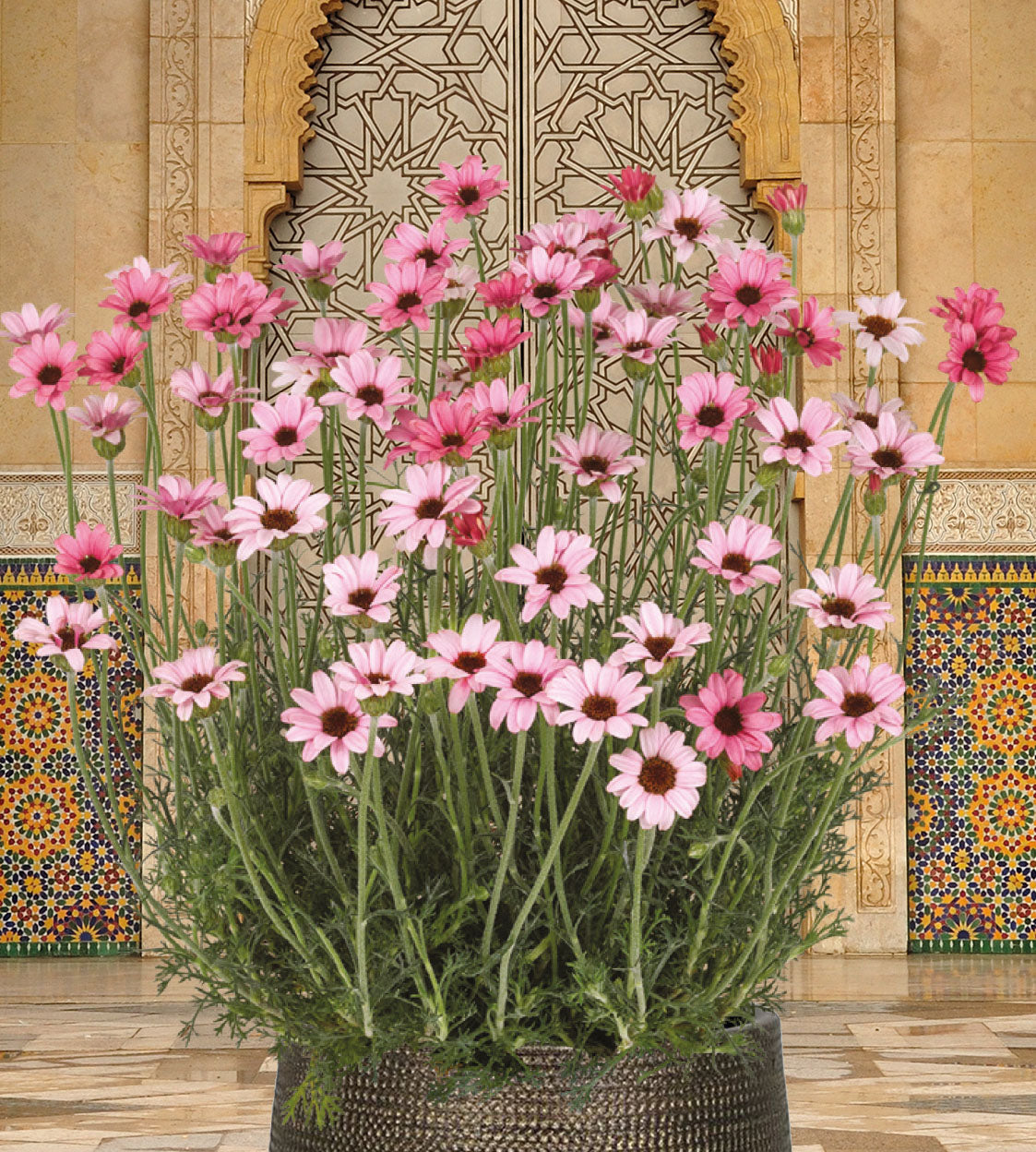 4 kpl Atlaskakkara ’Zagora Pink’