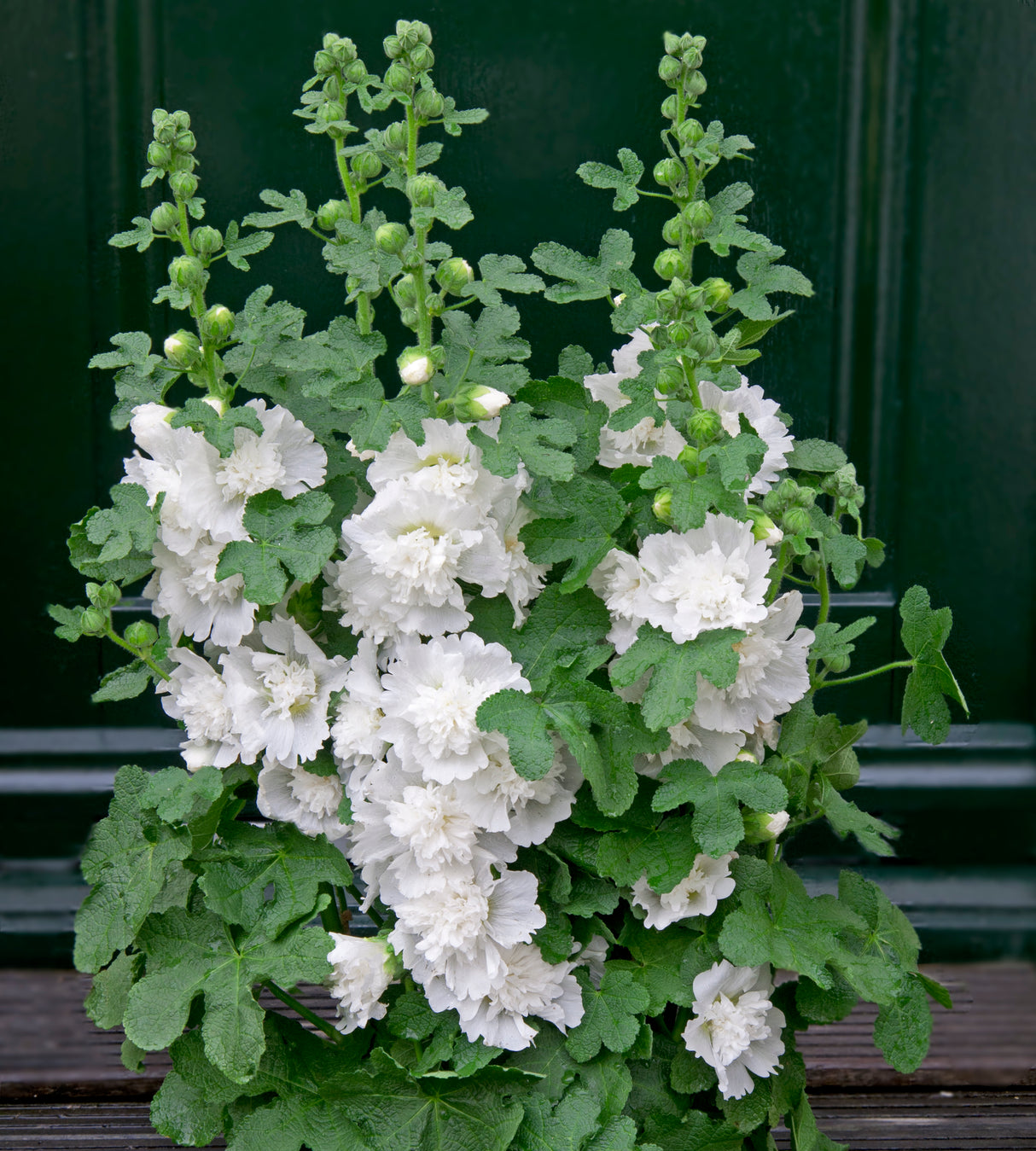 5 kpl Salkoruusu ’White'