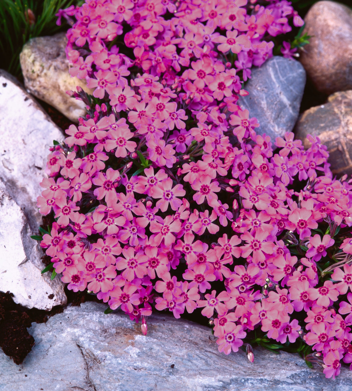3 kpl Sammalleimu 'Zwergenteppich'