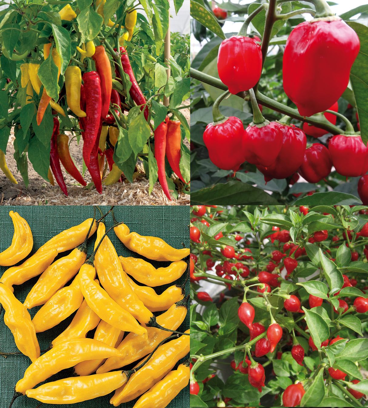 Chili lajitelma 4 kpl