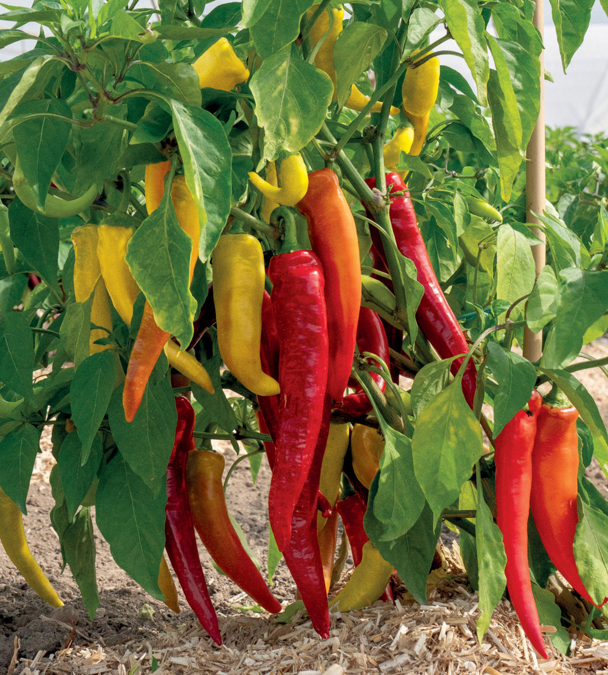 Chili lajitelma 4 kpl