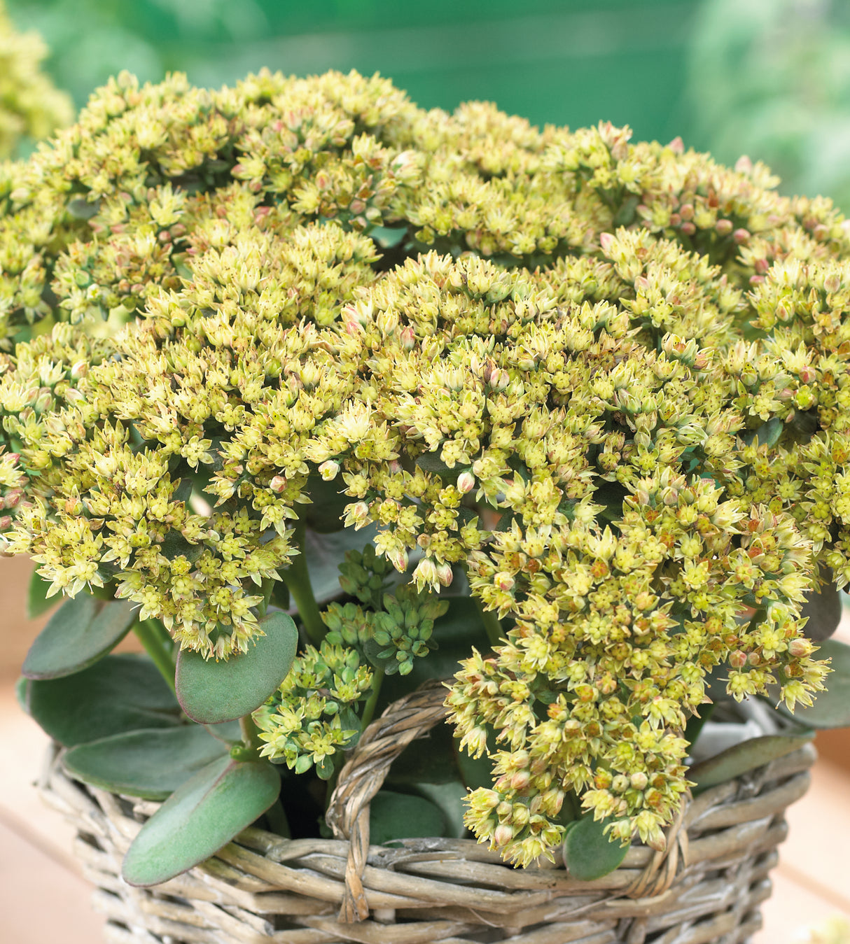 1 kpl Isomaksaruoho 'Yellow Delicat'
