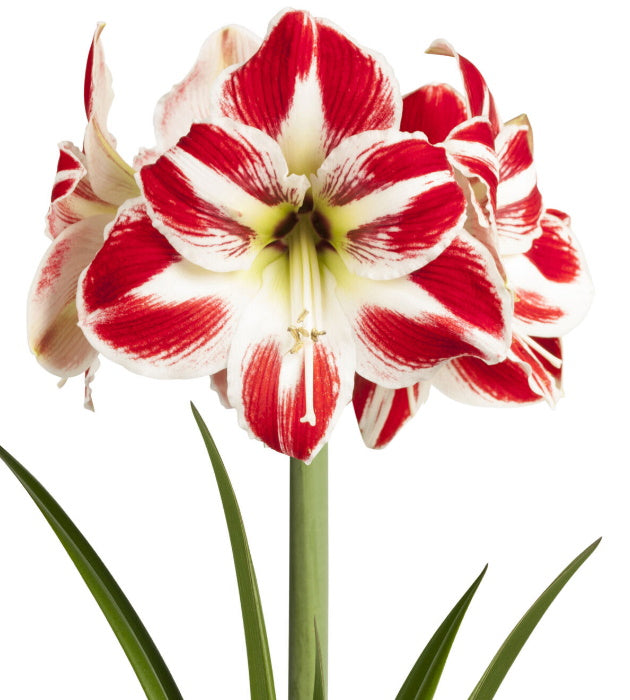4 kpl Amaryllis KerhoSpecial