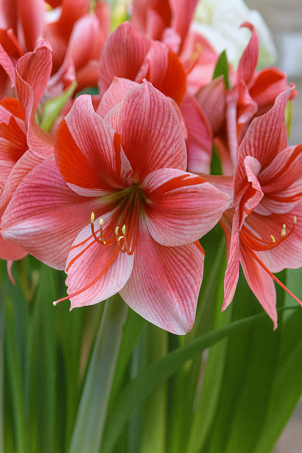 3 kpl Amaryllis Gervase