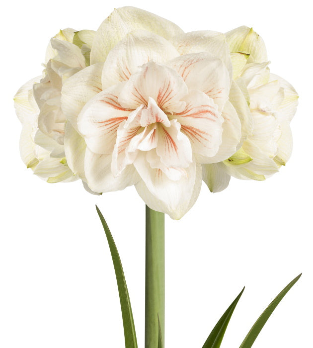 3 kpl Amaryllis Double White-Red