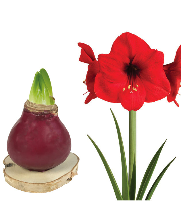 1 kpl Vaha-Amaryllis Wood - Gloss Bordeaux
