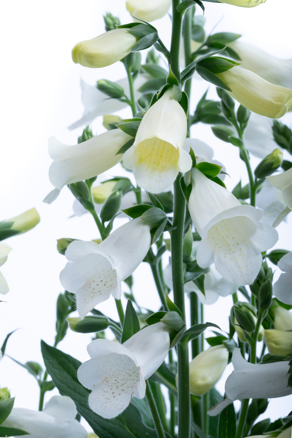 Sormustinkukka ’Hanabee White' 5 kpl