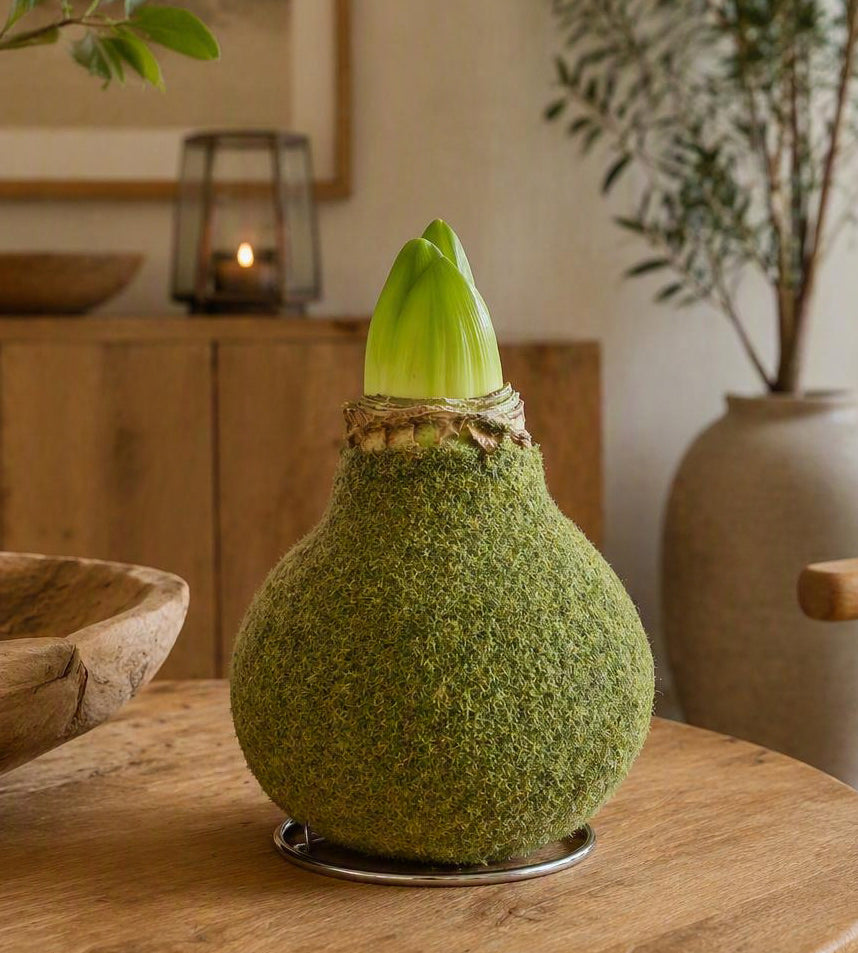 1 kpl Vaha-amaryllis Fashion Moss Green