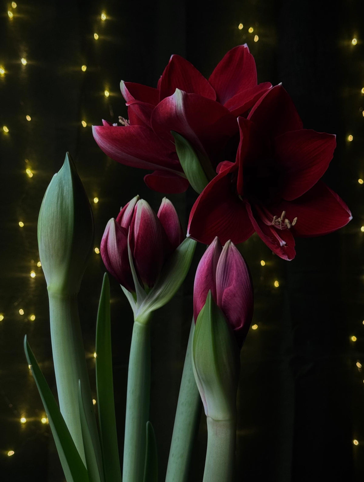 5 kpl Amaryllis Amorita Danu