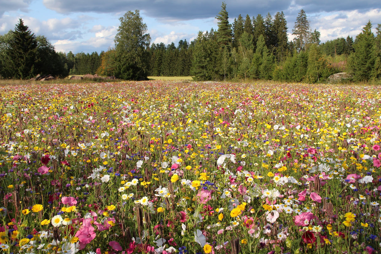 Kesäkukkaniittykangas 10 m²