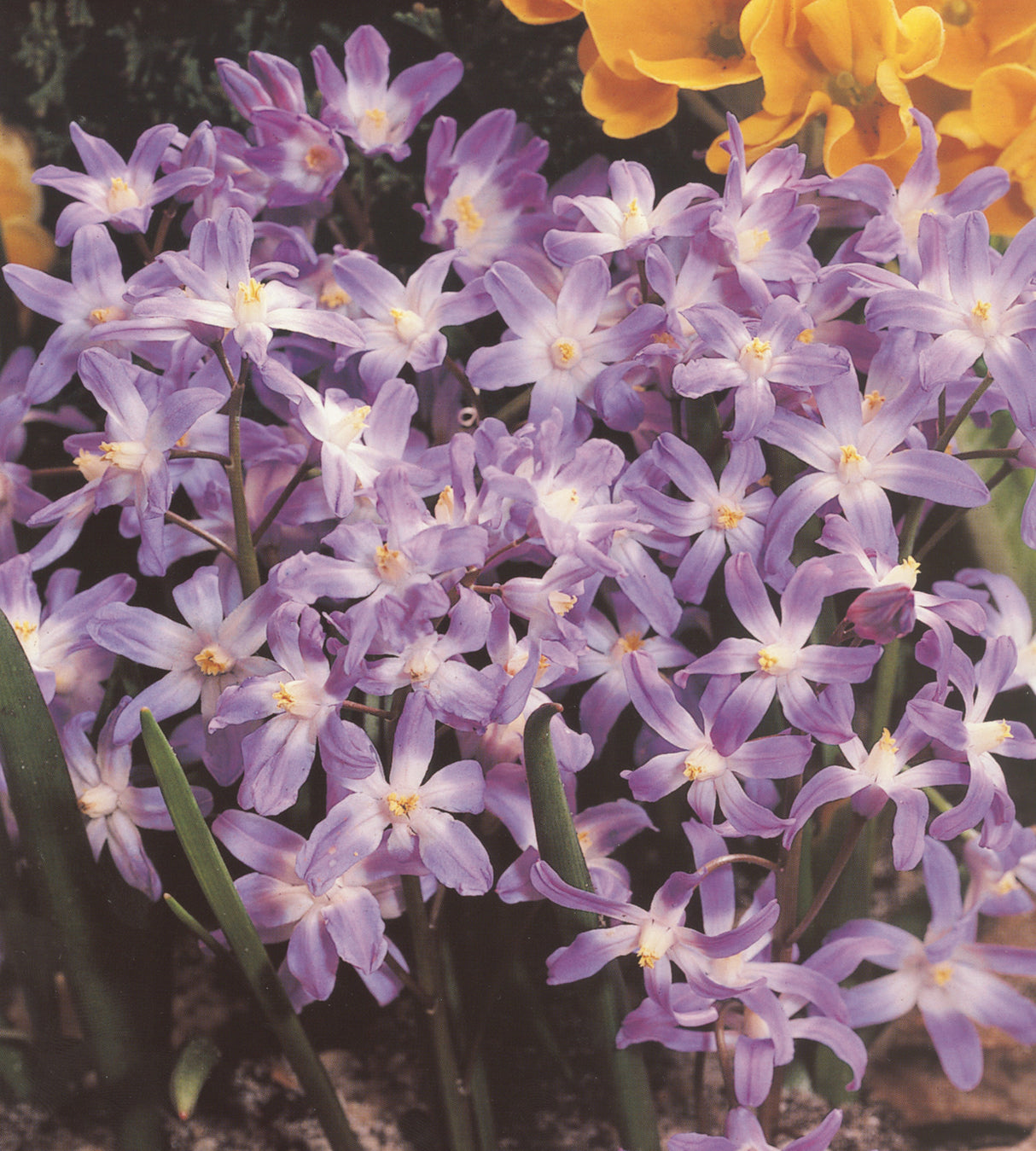 10 kpl Isokevättähti ’Violet Beauty’