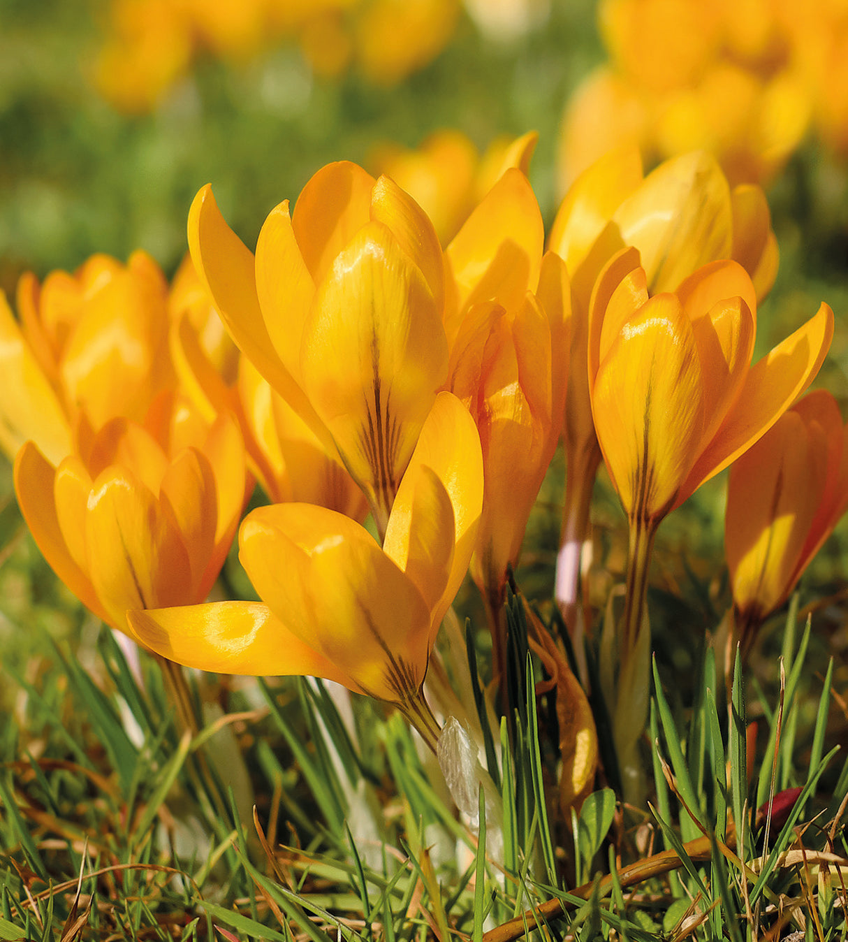 30 kpl Krookus 'Big Yellow'
