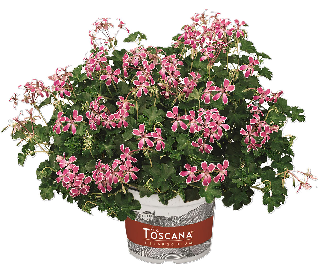 Riippapelargoni 'Stellana' 3 kpl