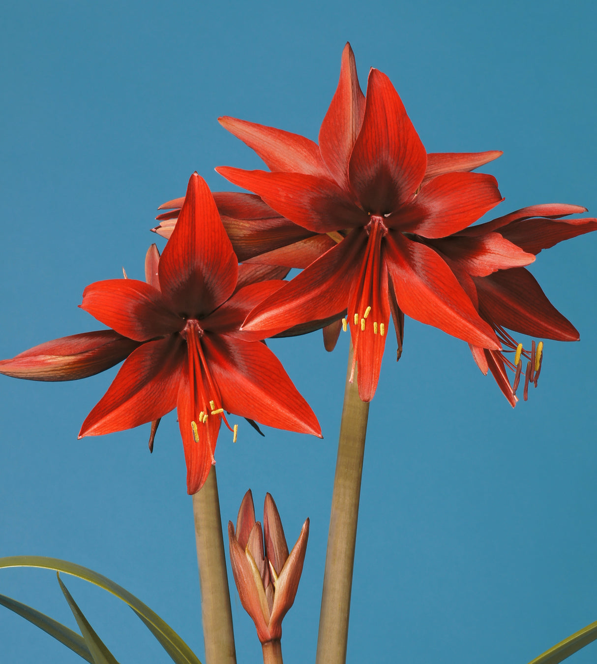1 kpl Amaryllis Red Amazone